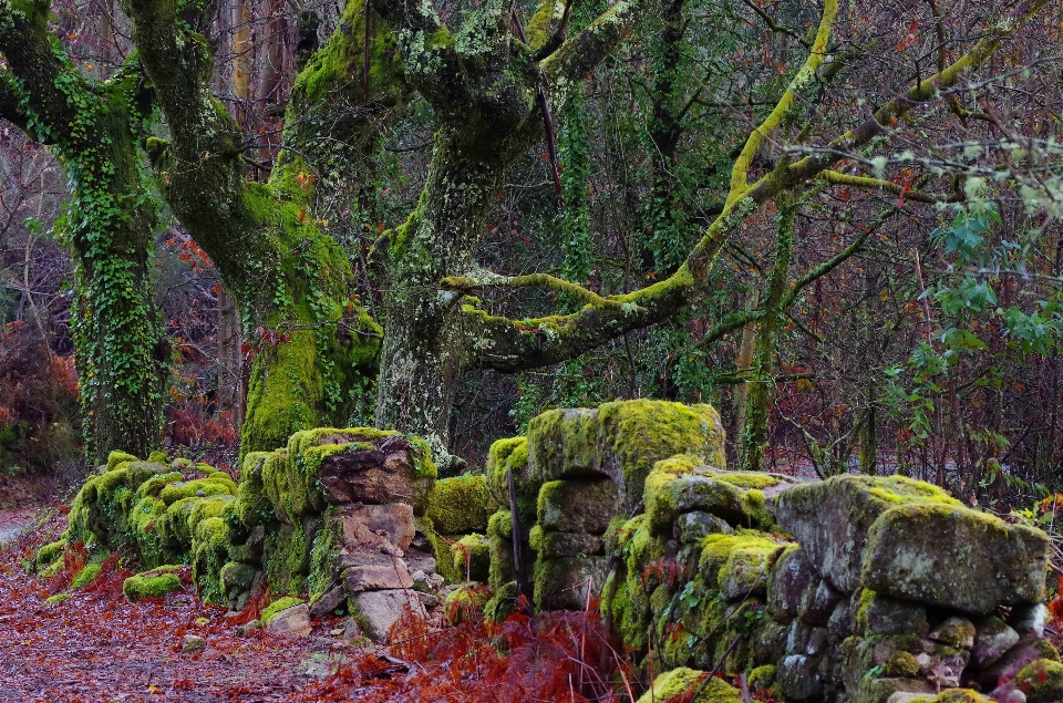 Paisagem árvore floresta rock