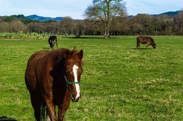 Landscape nature farm meadow Photo