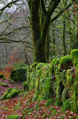 Landscape tree nature forest Photo