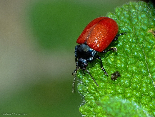 Nature photography flower fly Photo