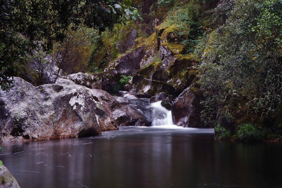 Paisaje árbol agua naturaleza