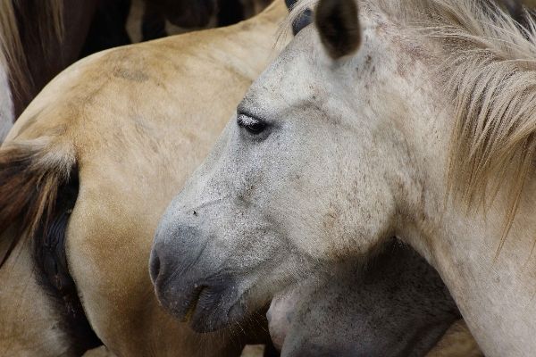 Foto Foto animais selvagens jardim zoológico cavalo