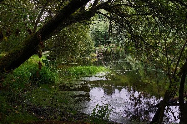 Landscape tree water nature Photo