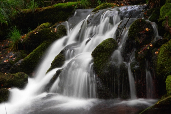 Foto Paisagem água natureza floresta