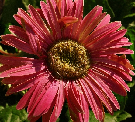 自然 植物 花 花弁 写真