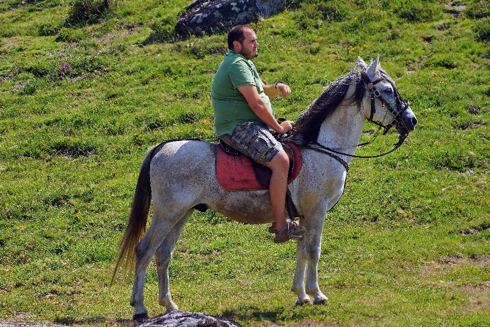 Pasture horse stallion spain