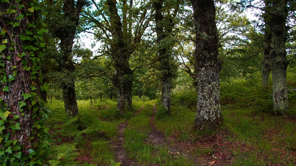 Landscape tree forest plant