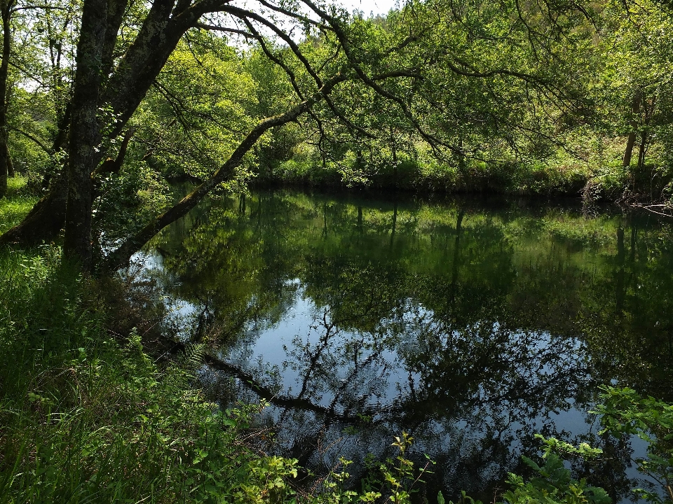 Paesaggio albero acqua natura