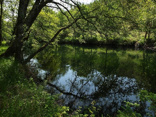 Landscape tree water nature Photo