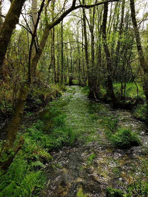 Paisagem árvore natureza floresta