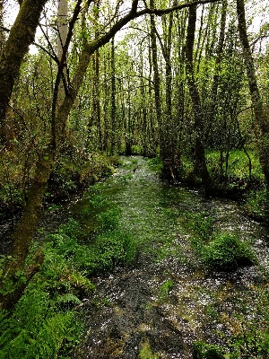 Landscape tree nature forest Photo