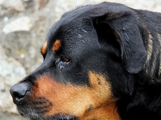 自然 子犬 犬 大きい 写真