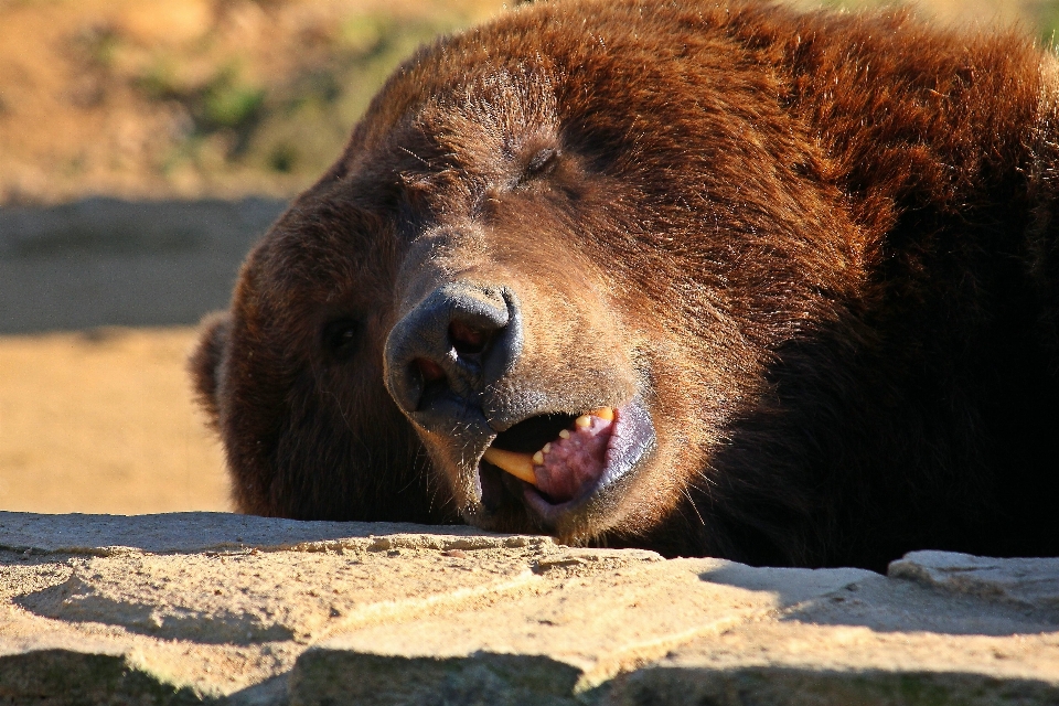 Natura niedźwiedź dzikiej przyrody ogród zoologiczny