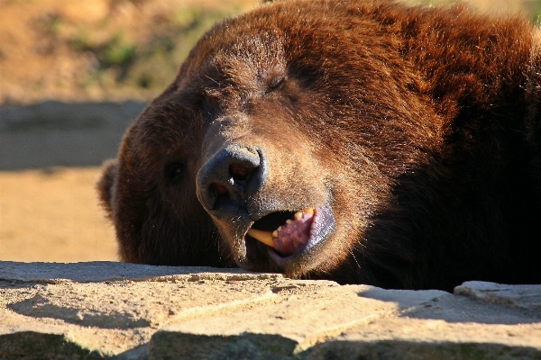 Nature bear wildlife zoo Photo