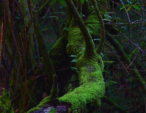 Foto Lanskap pohon alam hutan