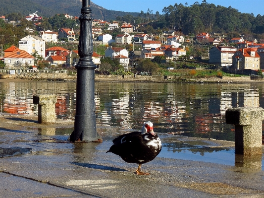 Photo Paysage mer eau oiseau