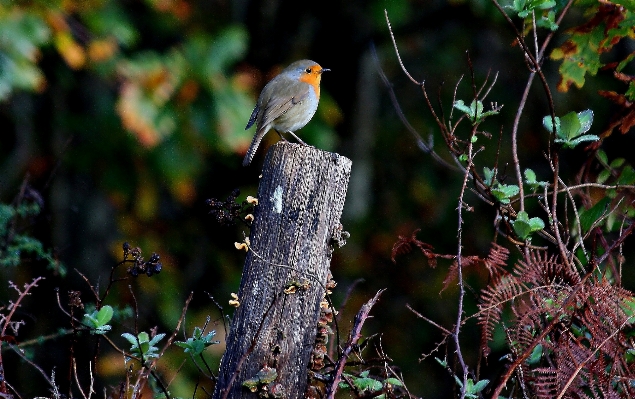 Nature forest branch bird Photo