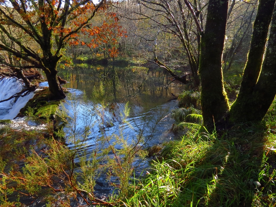 Paesaggio albero acqua natura