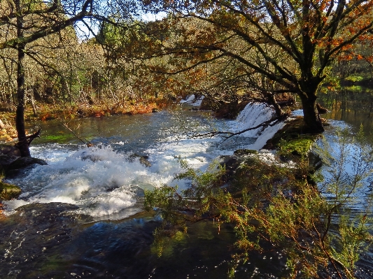 Foto Paisagem árvore água riacho
