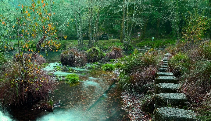 風景 木 自然 森 写真