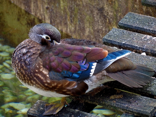 Nature bird wing wildlife Photo