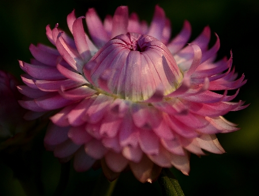 Photo Nature fleurir usine fleur