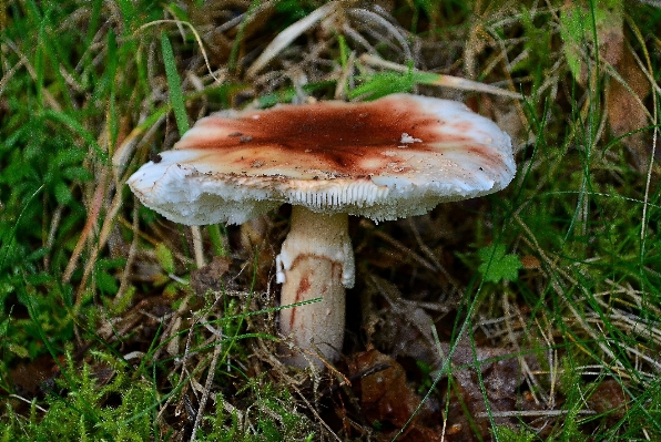 自然 森 大きい キノコ 写真