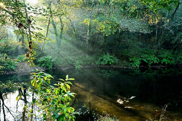 木 水 自然 森 写真