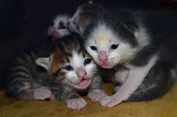 Foto Anak kucing mamalia cambang
