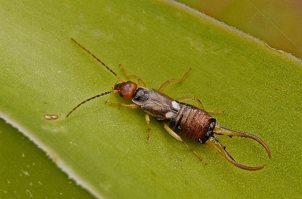 Foto Alam fotografi daun terbang