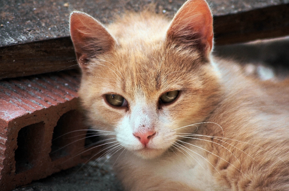 Anak kucing mamalia fauna