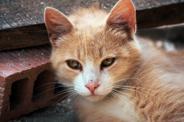 Foto Anak kucing mamalia fauna