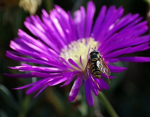 Nature blossom plant photography Photo