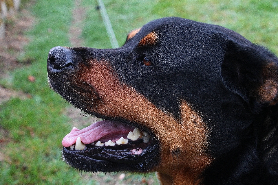 Anjing mamalia hewan bertulang belakang
