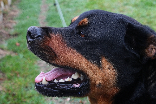 Foto Anjing mamalia hewan bertulang belakang
