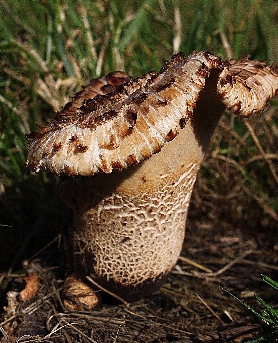 Soil mushroom fauna flowers