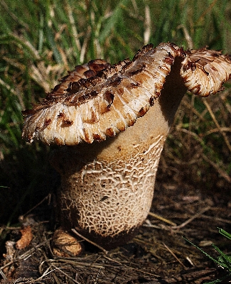 Soil mushroom fauna flowers Photo