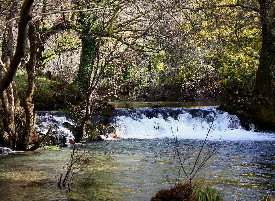 Paesaggio albero acqua natura