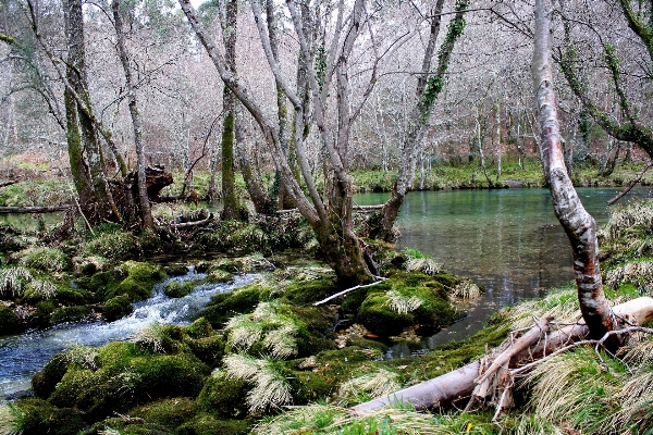 Tree forest creek swamp Photo