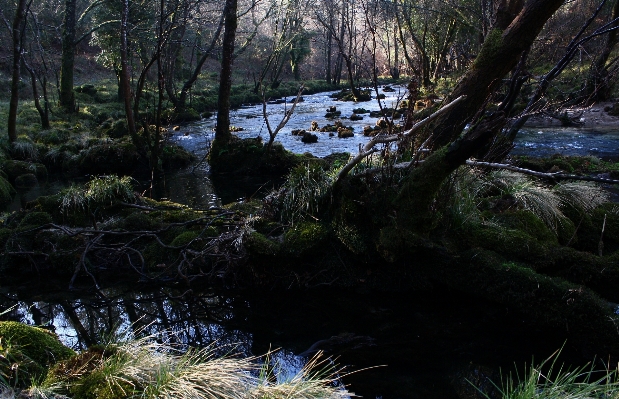 Landscape tree water nature Photo