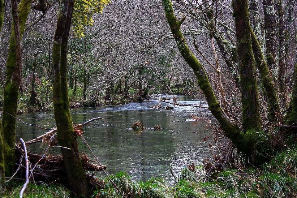 Tree water nature forest