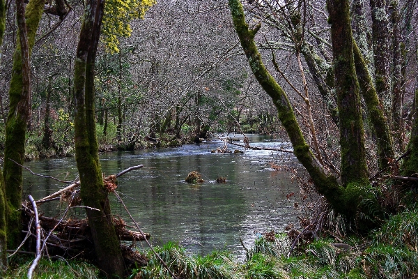 Foto Albero acqua natura foresta