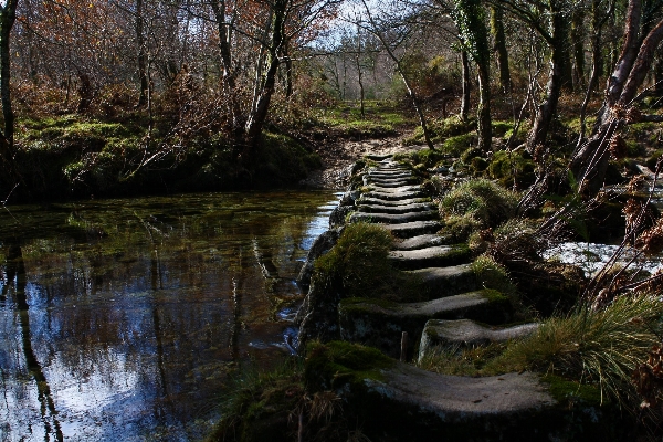 風景 木 水 自然 写真