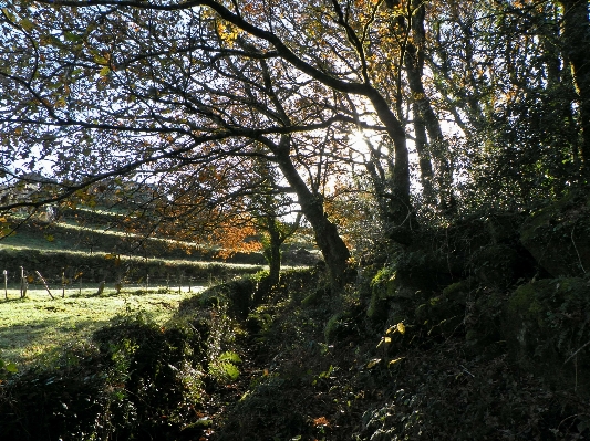 Tree nature forest branch Photo