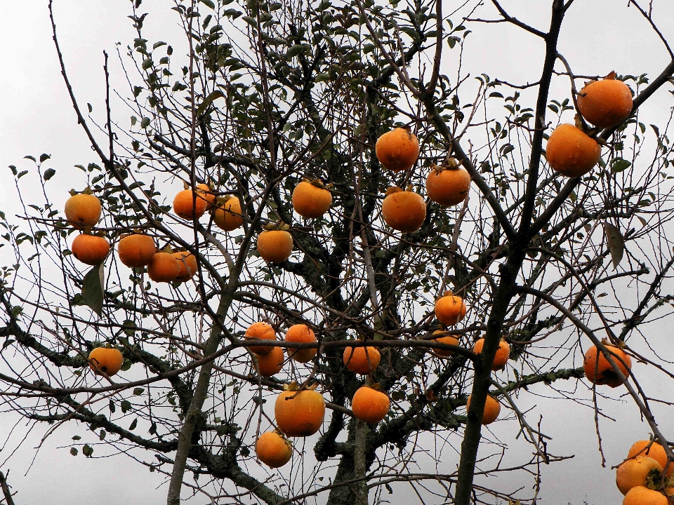 Baum zweig anlage blatt