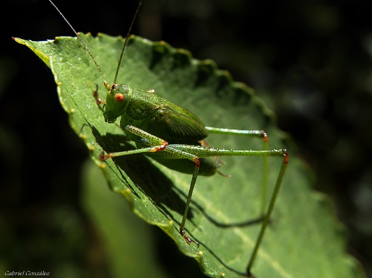 Foto Naturaleza hoja verde insecto