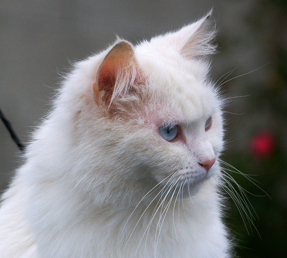 Gatinho gato mamífero fauna