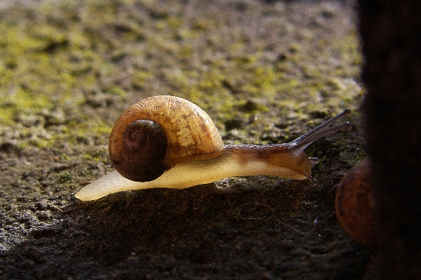 Photo Nature faune fauna invertébré