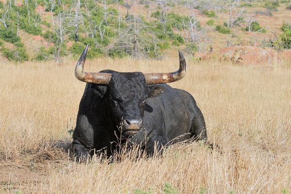 Prairie adventure wildlife horn Photo