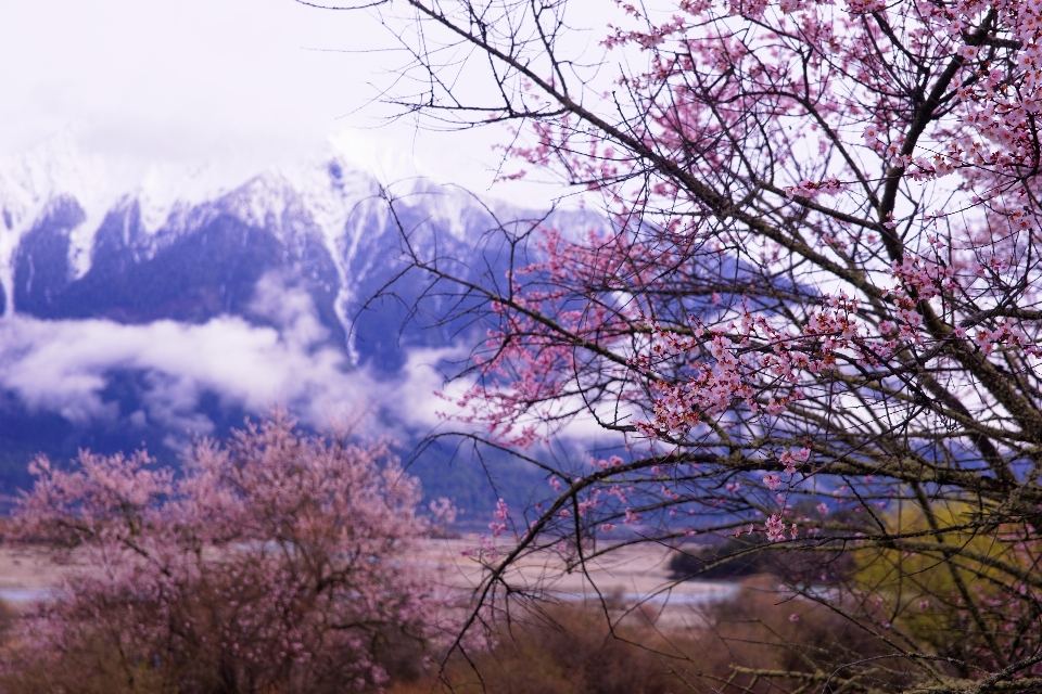 Landscape tree nature branch